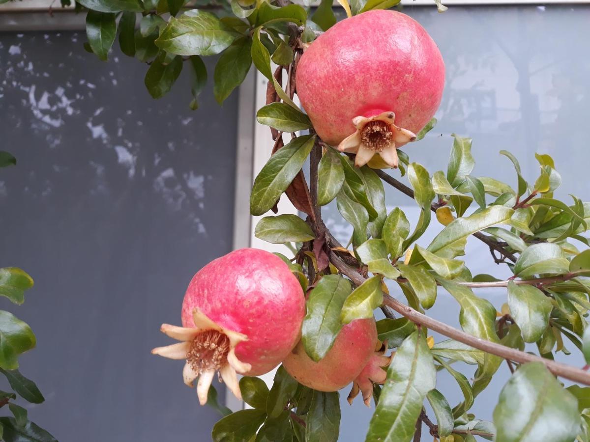 Il Melograno Bed & Breakfast Borgo San Dalmazzo Exterior foto